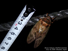 Graptopsaltria nigrofuscata