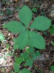 Arisaema quinatum