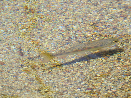 San Pedro Martir Trout