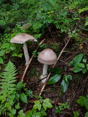 Cepe de Bordeaux (Amanita battarrae)