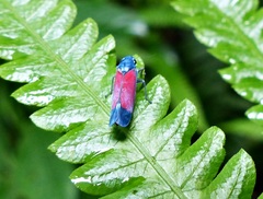Cardioscarta flavifrons
