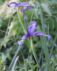 Iris spuria