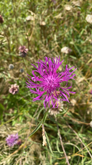 Bombus lapidarius