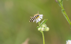 Plagionotus floralis