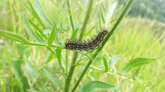 Melitaea phoebe