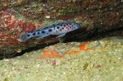 Thorogobius ephippiatus