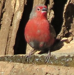 Lagonosticta rhodopareia