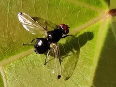Seioptera vibrans