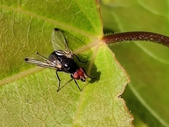 Seioptera vibrans