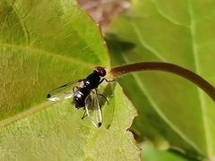 Seioptera vibrans