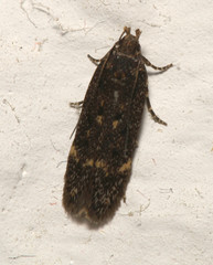 Bryotropha affinis