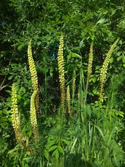 Pedicularis incarnata