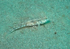 Pomatoschistus pictus