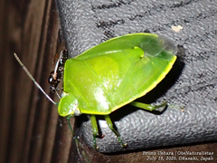 Glaucias subpunctatus