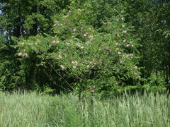 Robinia viscosa hartwigii