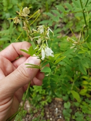 Galega officinalis