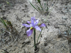 Moraea macrocarpa