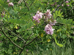 Robinia viscosa hartwigii