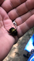 Geotrupes splendidus