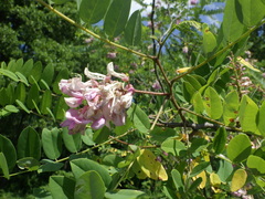 Robinia viscosa hartwigii
