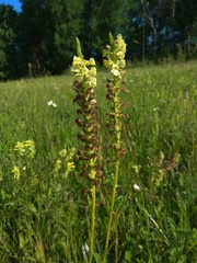 Pedicularis incarnata