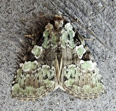 Leuconycta lepidula