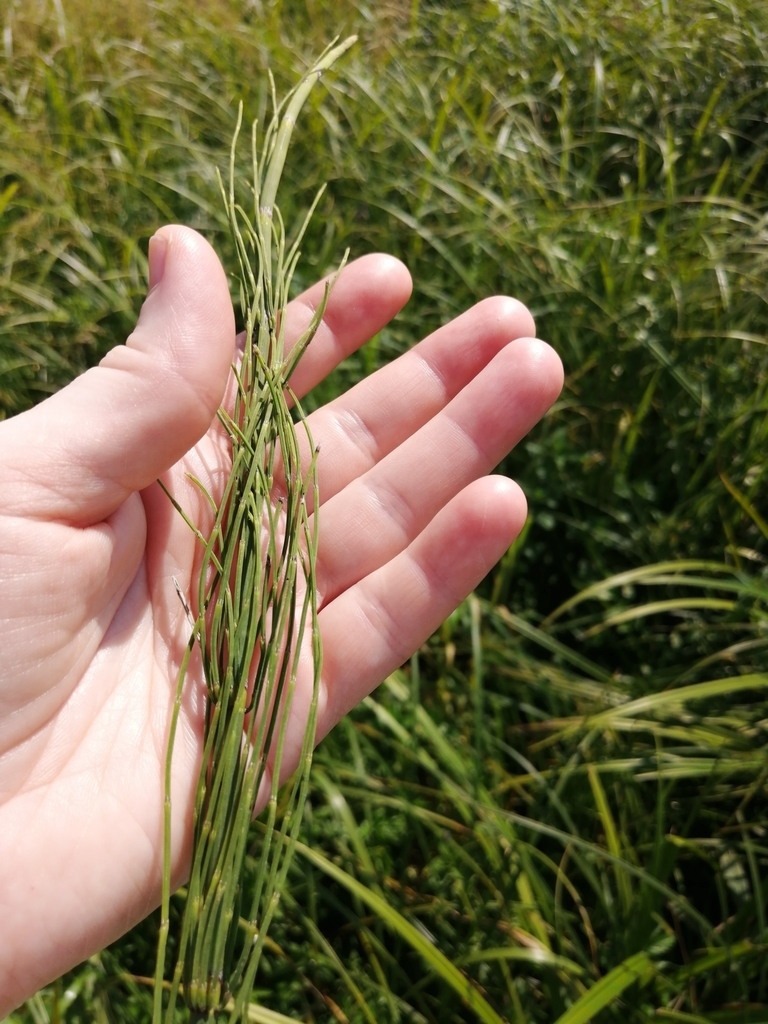 field horsetail from Респ. Башкортостан, Россия, 452530 on July 19