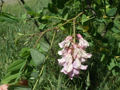 Robinia viscosa hartwigii