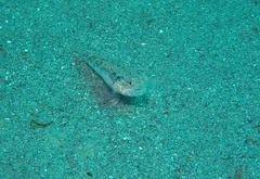 Pomatoschistus pictus