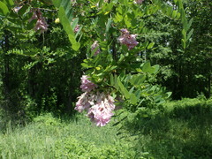 Robinia viscosa hartwigii