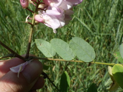 Robinia viscosa hartwigii