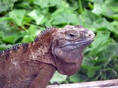 Jamaican Iguana photo 3