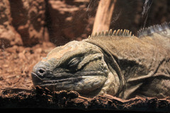 Jamaican Iguana photo 5