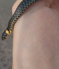 Natrix natrix