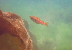 Pollachius pollachius