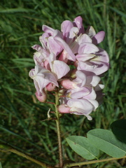 Robinia viscosa hartwigii