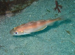 Trisopterus luscus