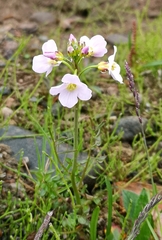 Cardamine polemonioides