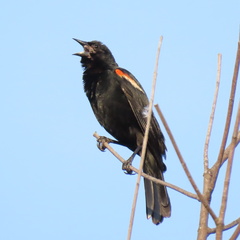 Agelaius phoeniceus