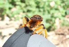 Pogonosoma maroccanum