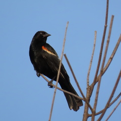 Agelaius phoeniceus