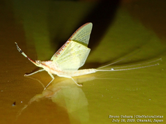 Potamanthus formosus