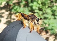 Pogonosoma maroccanum