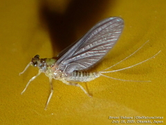 Ephemeroptera