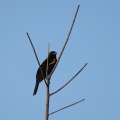 Agelaius phoeniceus