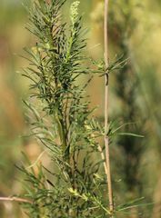 Thalictrum simplex galioides