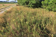 Thalictrum simplex galioides