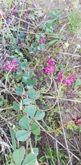 Indigofera discolor