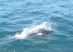 Phocoenoides dalli dalli