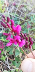 Indigofera discolor